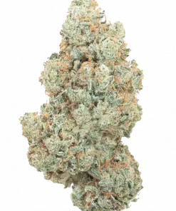 Slightly Stoopid Collie Man Kush, toprak ve baharat aromalı, yüksek THC'li dengeli bir hibrit türdür. Bu eşsiz türün rahatlatıcı etkilerini keşfedin.