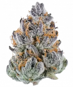 Slurpicane, çilek aromaları ve yüksek THC içeriğiyle bilinen Indica baskın bir türdür. Öforik etkileri ve genetik yapısını keşfedin.