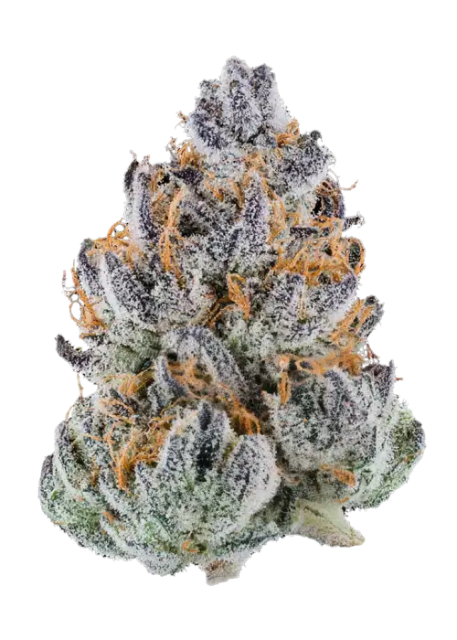 Slurpicane, çilek aromaları ve yüksek THC içeriğiyle bilinen Indica baskın bir türdür. Öforik etkileri ve genetik yapısını keşfedin.