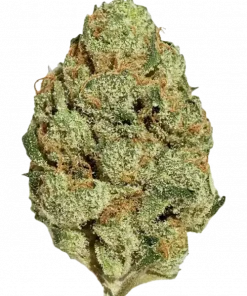 Slurty3, tatlı böğürtlen aromaları ve rahatlatıcı etkileriyle bilinen Indica dominant bir türdür. Yüksek verim potansiyelini keşfedin ve özelliklerini görüntüleyin.