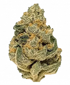 Slushie (Tropical Slushee), mango aroması ve dengeli genetiğiyle öne çıkan bir hibrit türdür. Depresyon ve stresi hafifletmeye yardımcı olabilir. Özelliklerini keşfedin.