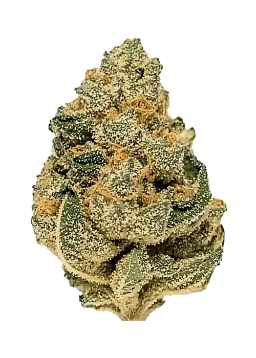 Slushie (Tropical Slushee), mango aroması ve dengeli genetiğiyle öne çıkan bir hibrit türdür. Depresyon ve stresi hafifletmeye yardımcı olabilir. Özelliklerini keşfedin.