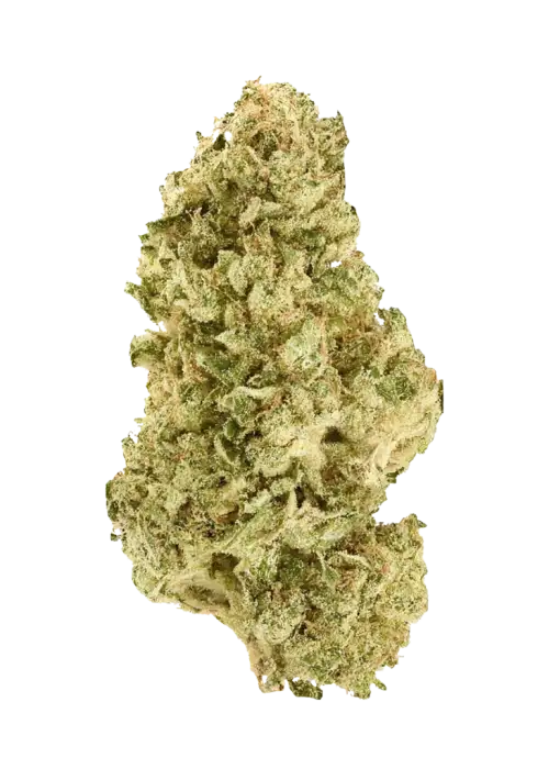 Slymer, ferahlatıcı limon aromaları ve yüksek THC içeriğiyle bilinen Sativa baskın bir türdür. Mutluluk ve rahatlama etkilerini keşfedin, genetik yapısını görüntüleyin.