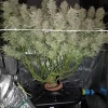 Smoothie Auto Fem Esrar Tohumu (Fast Buds)