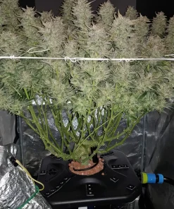 Smoothie Auto Fem Esrar Tohumu (Fast Buds)