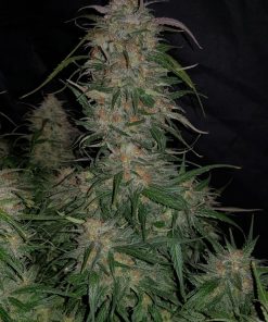 Smoothie Auto Fem Esrar Tohumu (Fast Buds)