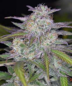 Smoothie Auto Fem Esrar Tohumu (Fast Buds)