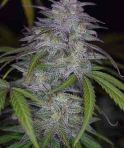 Smoothie Auto Fem Esrar Tohumu (Fast Buds)