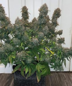 Smoothie Auto Fem Esrar Tohumu (Fast Buds)