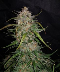 Smoothie Auto Fem Esrar Tohumu (Fast Buds)
