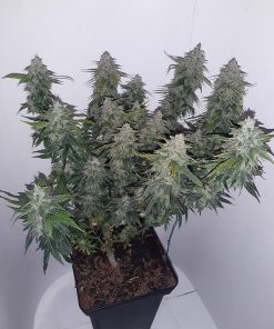 Smoothie Auto Fem Esrar Tohumu (Fast Buds)