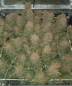 Smoothie Auto Fem Esrar Tohumu (Fast Buds)
