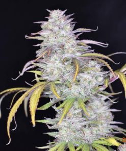 Smoothie Auto Fem Esrar Tohumu (Fast Buds)