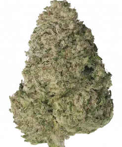 Snack Pack, sert yakıtımsı aroması ve rahatlatıcı etkileriyle bilinen bir hibrit türdür. Dosidos genetiğiyle gelen bu eşsiz deneyimi keşfedin.