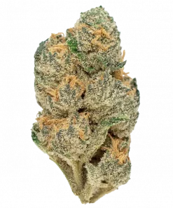 Snow Cone, sert yakıtımsı aroması ve 'e varan THC içeriğiyle bilinen sativa baskın bir türdür. Yüksek THC'li bu hibrit türün genetik yapısını keşfedin.