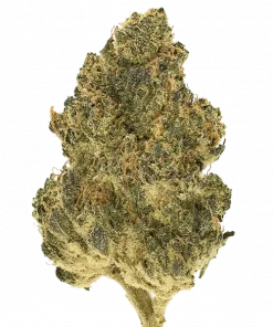 Snow Panda, tatlı ve yakıtımsı aromalarıyla öne çıkan Indica baskın bir türdür. THC içeriğiyle rahatlatıcı etkilerini keşfedin ve genetik yapısını görüntüleyin.