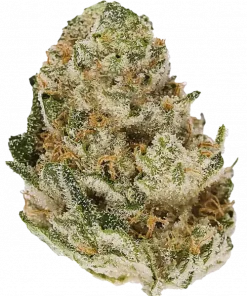 Snowball, yakıtımsı ve narenciye aromalarıyla öne çıkan, yüksek THC'li Indica dominant bir türdür. Rahatlatıcı etkileri ve genetik yapısını keşfedin.