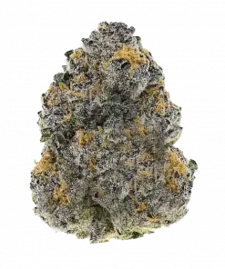 Snowblower F2, sert yakıtımsı aroması ve yüksek enerji veren etkisiyle öne çıkan sativa baskın türdür. Bu eşsiz türün genetik yapısını keşfedin ve hemen görüntüleyin.