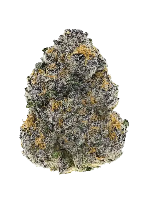 Snowblower F2, sert yakıtımsı aroması ve yüksek enerji veren etkisiyle öne çıkan sativa baskın türdür. Bu eşsiz türün genetik yapısını keşfedin ve hemen görüntüleyin.