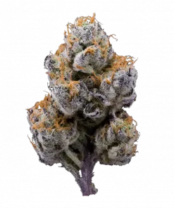 Snowden, çiçeksi ve narenciye aromalarıyla öne çıkan Indica baskın bir türdür. Yüksek THC içeriği sayesinde yaratıcılığı artırır ve rahatlama sağlar. Özelliklerini keşfedin.