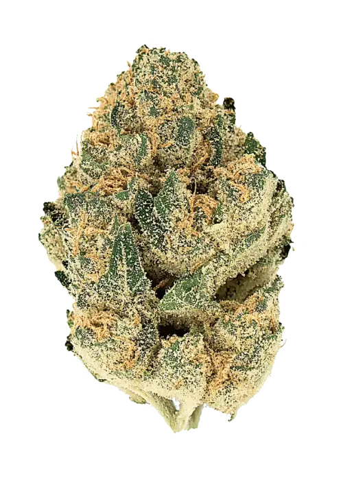 Snozzbeary, tatlı meyve aromaları ve THC oranıyla öne çıkan Indica baskın bir türdür. Rahatlatıcı etkileriyle bilinen bu türü keşfedin.