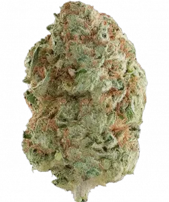 Snozzberry, tatlı meyve ve baharatlı üzüm aromalı, yüksek THC'li bir indica türüdür. Stres ve kaygıyı azaltmaya yardımcı olabilir. Özelliklerini keşfedin.