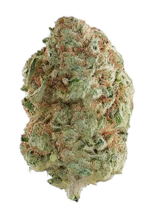 Snozzberry, tatlı meyve ve baharatlı üzüm aromalı, yüksek THC'li bir indica türüdür. Stres ve kaygıyı azaltmaya yardımcı olabilir. Özelliklerini keşfedin.