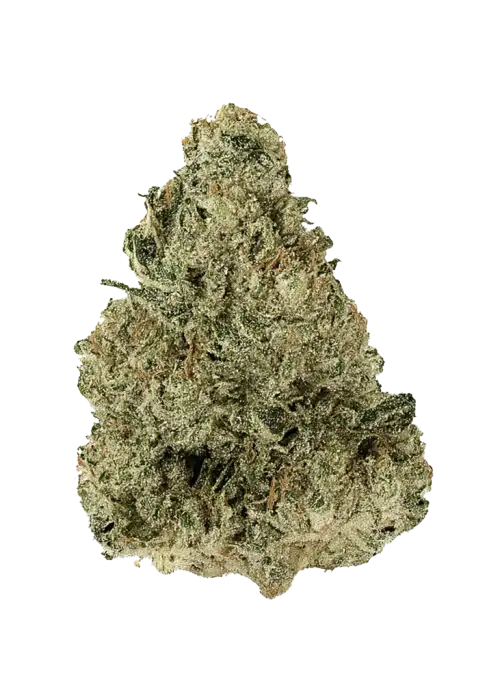 So Fresa, çilek aromaları ve rahatlatıcı etkisiyle öne çıkan Indica baskın bir türdür. Ağrı ve stres için ideal. Genetik yapısını keşfedin.