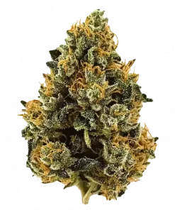 Sodiac, yakıtımsı aroması ve yüksek THC içeriğiyle bilinen Sativa dominant bir türdür. Öforik etkileri ve genetik yapısını keşfedin.