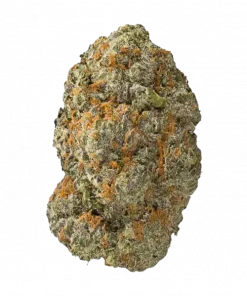 Sonic Bloom, tatlı aroması ve yüksek reçine üretimiyle bilinen bir hibrit türüdür. Archive Seeds'in bu özel türünü keşfedin ve eşsiz özelliklerini görüntüleyin.