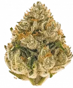 Sour Apple, keskin elma aroması ve yüksek THC içeriğiyle bilinen indica dominant bir türdür. Ağrı ve uykusuzluğa iyi gelir. Genetik yapısını keşfedin.