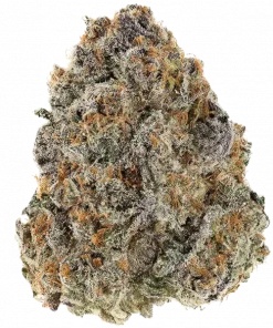 Sour Blueberry, yakıtımsı ve çileksi aromalarıyla öne çıkan dengeli bir hibrit türdür. Öforik etkileri ve genetik yapısını keşfedin. Hemen görüntüleyin.