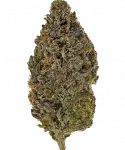 Sour Cherry Diesel, yakıtımsı kiraz aroması ve 'e varan THC içeriğiyle bilinen dengeli bir hibrit türdür. Bu eşsiz türün genetik yapısını keşfedin.