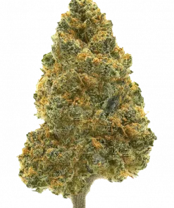 Sour Diesel, sert yakıtımsı aroması ve yüksek enerjisiyle bilinen sativa baskın bir türdür. Canlandırıcı etkilerini keşfedin ve genetik yapısını görüntüleyin.