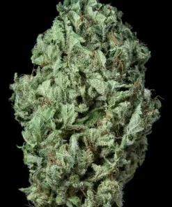 Sour Diesel Auto Fem Esrar Tohumu (Dinafem)