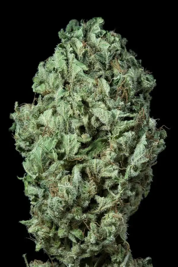 Sour Diesel Auto Fem Esrar Tohumu (Dinafem)