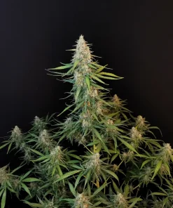 Sour Diesel Auto Fem Esrar Tohumu (Fast Buds)