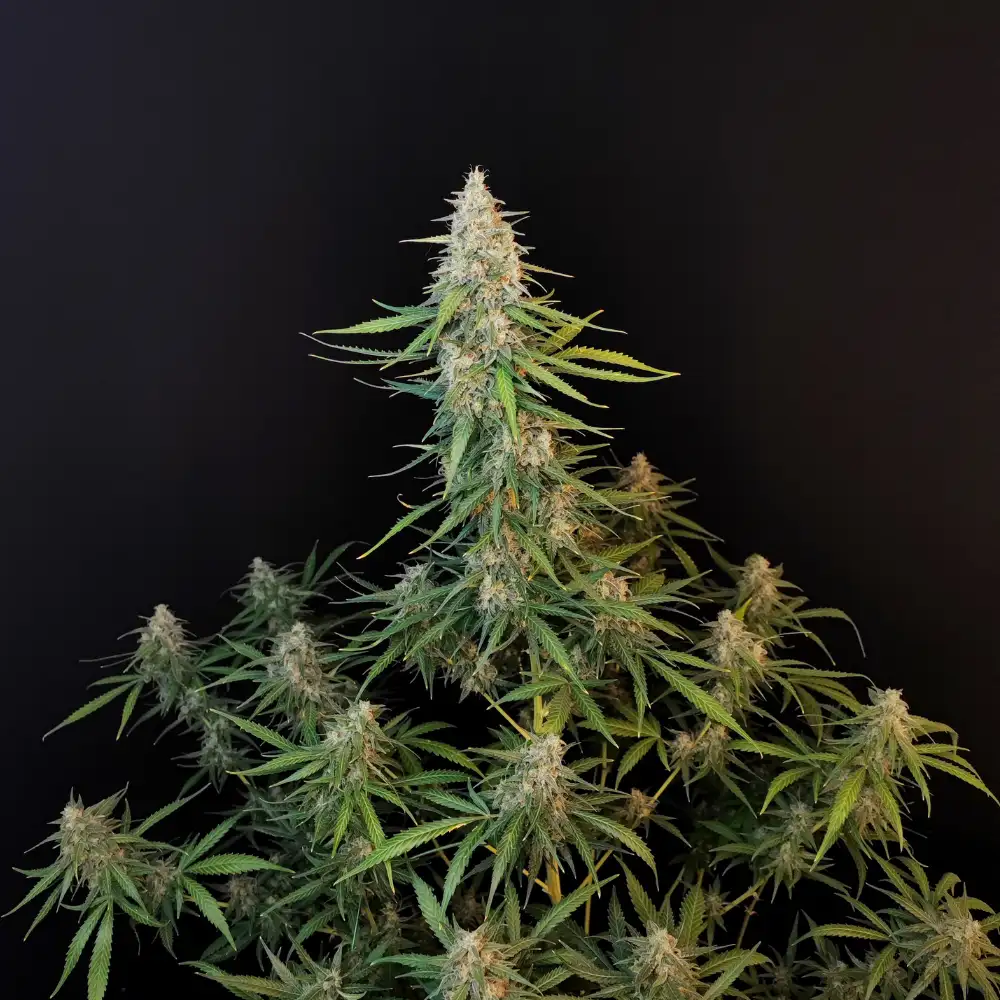 Sour Diesel Auto Fem Esrar Tohumu (Fast Buds)