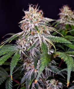 Sour Diesel Auto Fem Esrar Tohumu (Fast Buds)