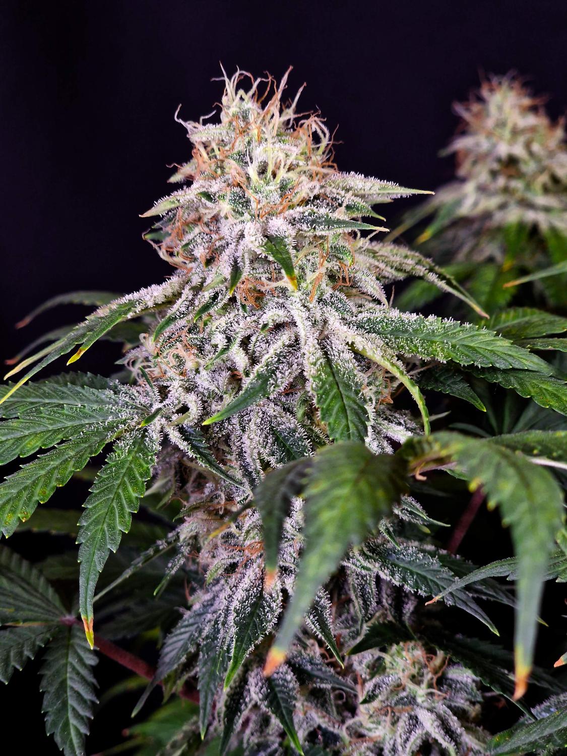 Sour Diesel Auto Fem Esrar Tohumu (Fast Buds)