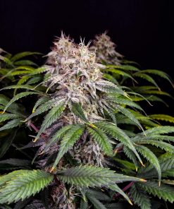 Sour Diesel Auto Fem Esrar Tohumu (Fast Buds)