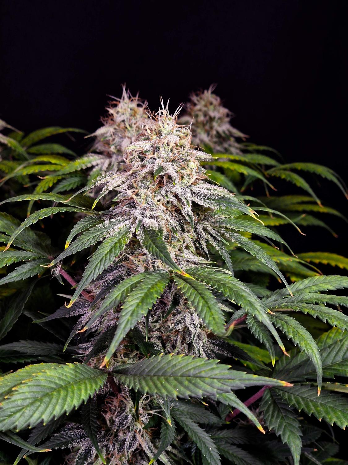 Sour Diesel Auto Fem Esrar Tohumu (Fast Buds)