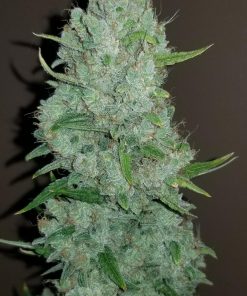 Sour Diesel Auto Fem Esrar Tohumu (Fast Buds)