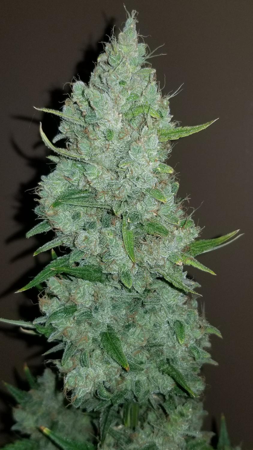 Sour Diesel Auto Fem Esrar Tohumu (Fast Buds)