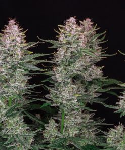 Sour Diesel Auto Fem Esrar Tohumu (Fast Buds)