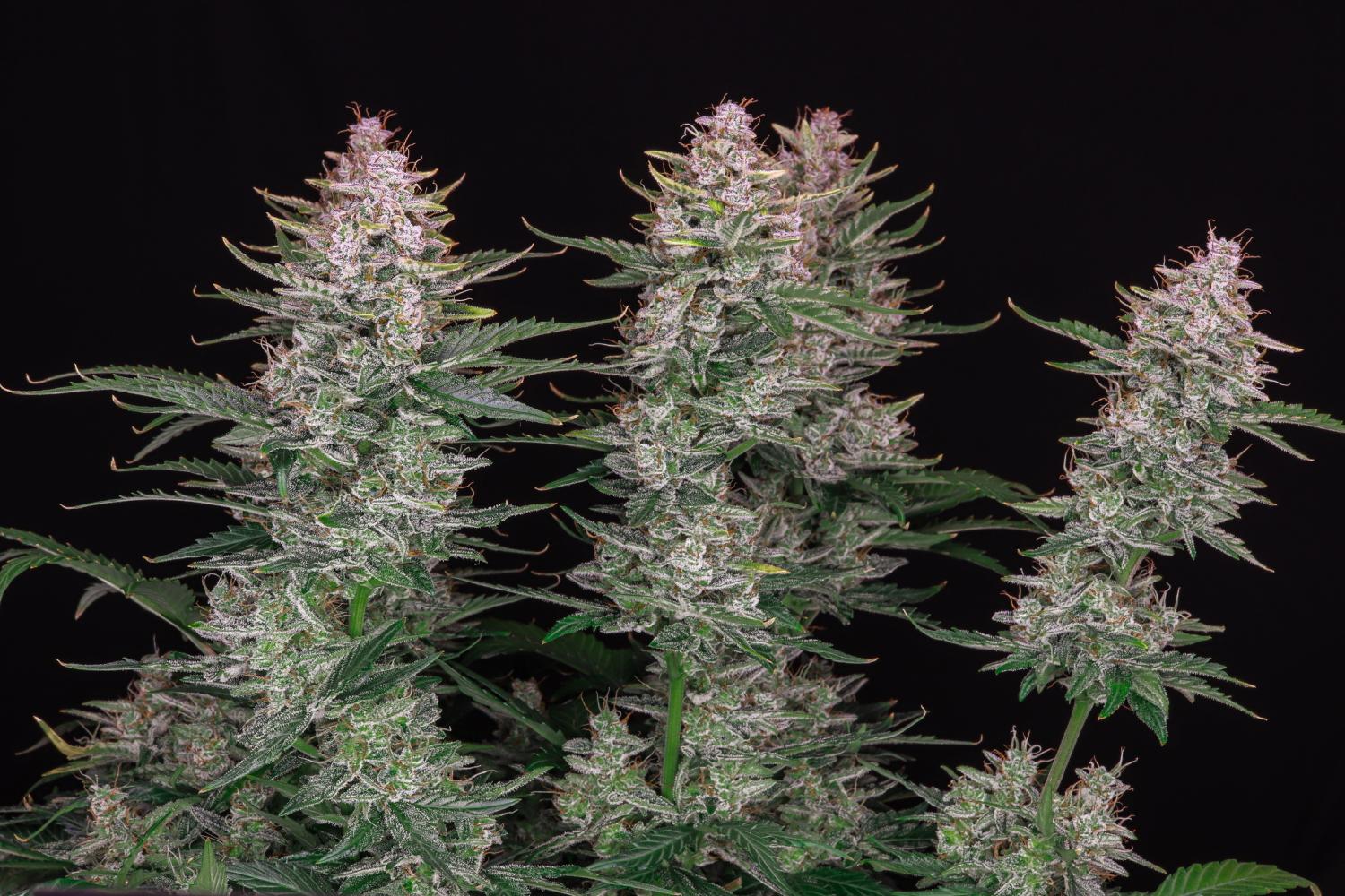 Sour Diesel Auto Fem Esrar Tohumu (Fast Buds)