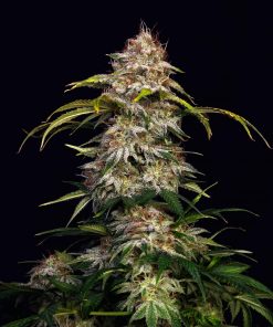 Sour Diesel Auto Fem Esrar Tohumu (Fast Buds)