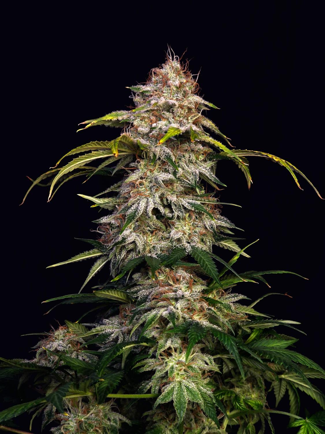 Sour Diesel Auto Fem Esrar Tohumu (Fast Buds)