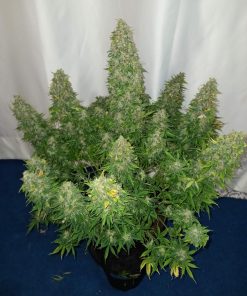 Sour Diesel Auto Fem Esrar Tohumu (Fast Buds)