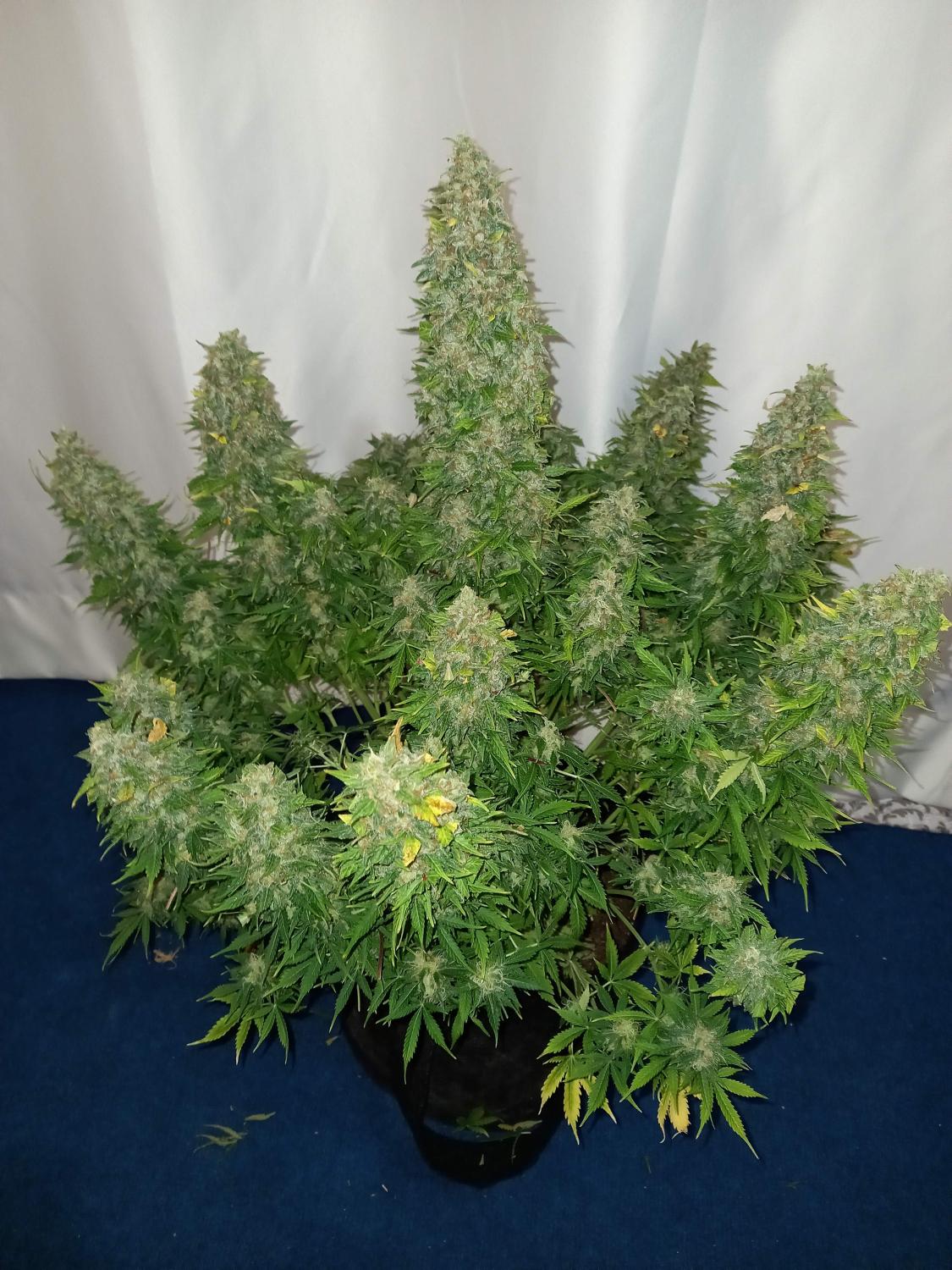 Sour Diesel Auto Fem Esrar Tohumu (Fast Buds)